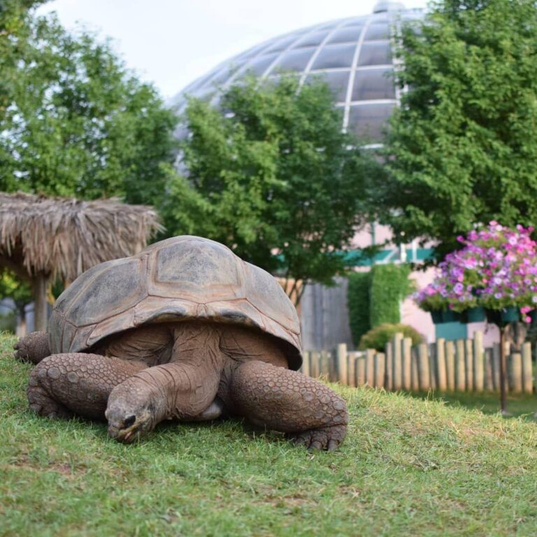blackhillsadventuretours_private-1880-train-mt-rushmore-and-repti-tortoise-grass-reptile-gardens Blackhillsadventuretours Private Train Mt Rushmore And Repti Tortoise Grass Reptile Gardens