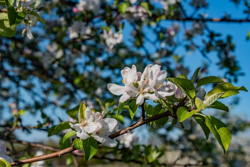 gettysburgrailway_gettysburg-excursions-train-ride-apple-blossoms-green-leaves-blue-sky-2 Gettysburgrailway Gettysburg Excursions Train Ride Apple Blossoms Green Leaves Blue Sky