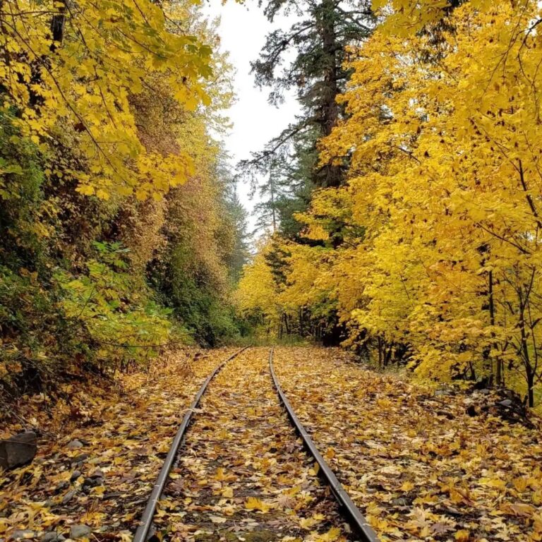Mthoodrailroad Fall Train Fall Train Yellow Leaves Railroad 