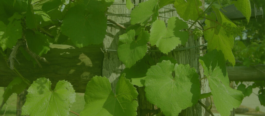 ozanwine_morning-wine-brunch-train-grapevines-wooden-fence-leaves Ozanwine Morning Wine Brunch Train Grapevines Wooden Fence Leaves