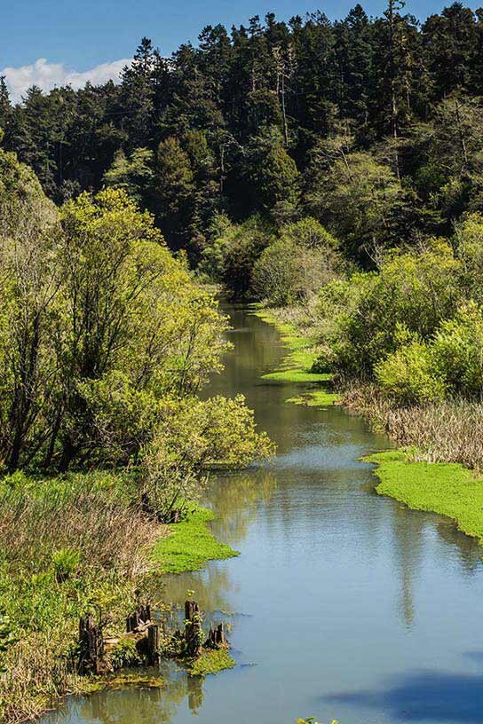 skunktrain_pudding-creek-express-pudding-creek-river-trees-greenery Skunktrain Pudding Creek Express Pudding Creek River Trees Greenery