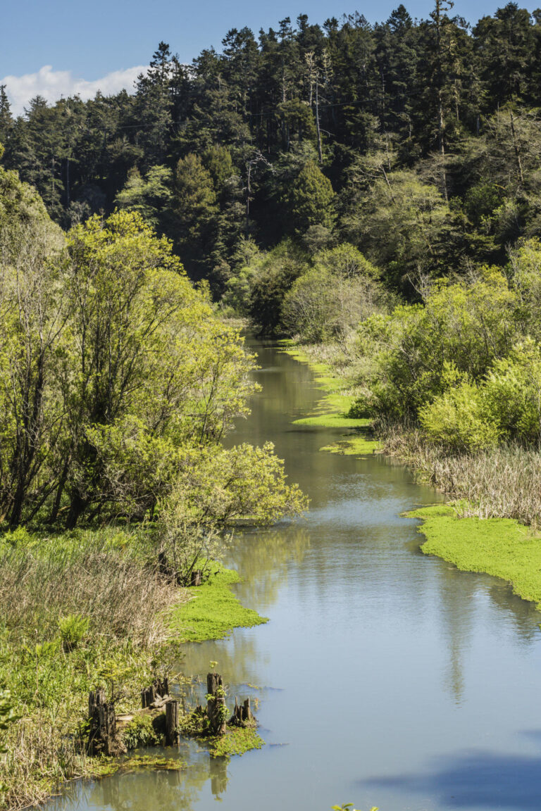 skunktrain_pudding-creek-express-river-trees-greenery-wooden-stumps Skunktrain Pudding Creek Express River Trees Greenery Wooden Stumps