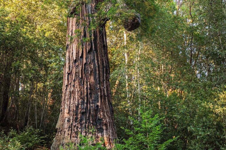 skunktrain_wolf-tree-turn-tall-redwood-tree-forest Skunktrain Wolf Tree Turn Tall Redwood Tree Forest