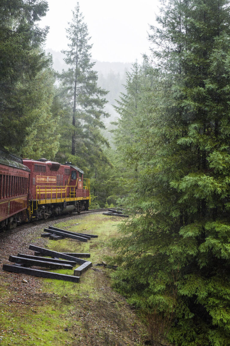 skunktrain_wolf-tree-turn-train-forest-rainy-curve Skunktrain Wolf Tree Turn Train Forest Rainy Curve