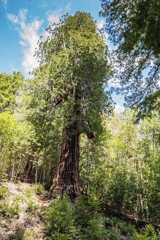 skunktrain_wolf-tree-turn-wolf-tree-turn-sequoia-forest-2 Skunktrain Wolf Tree Turn Wolf Tree Turn Sequoia Forest